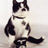 kitler